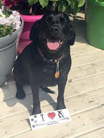 dog and bumper sticker