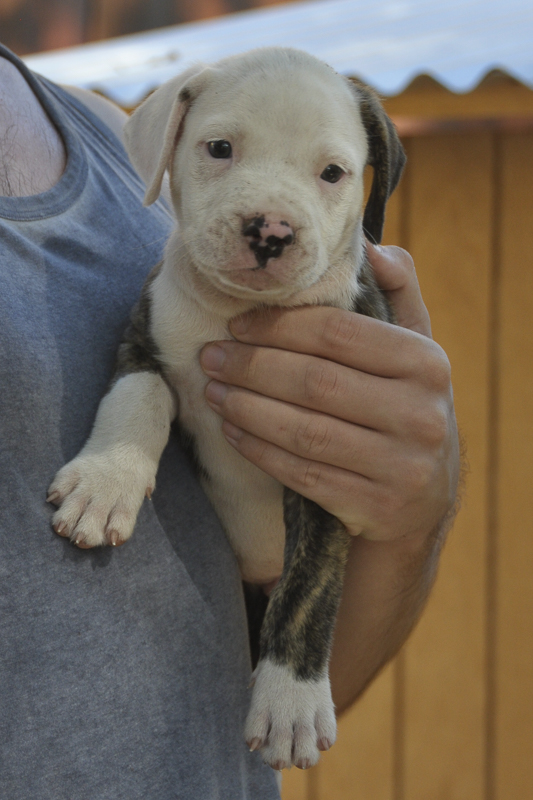 Pitbull Puppy # 4 Male