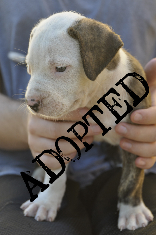 #4 ADOPTED