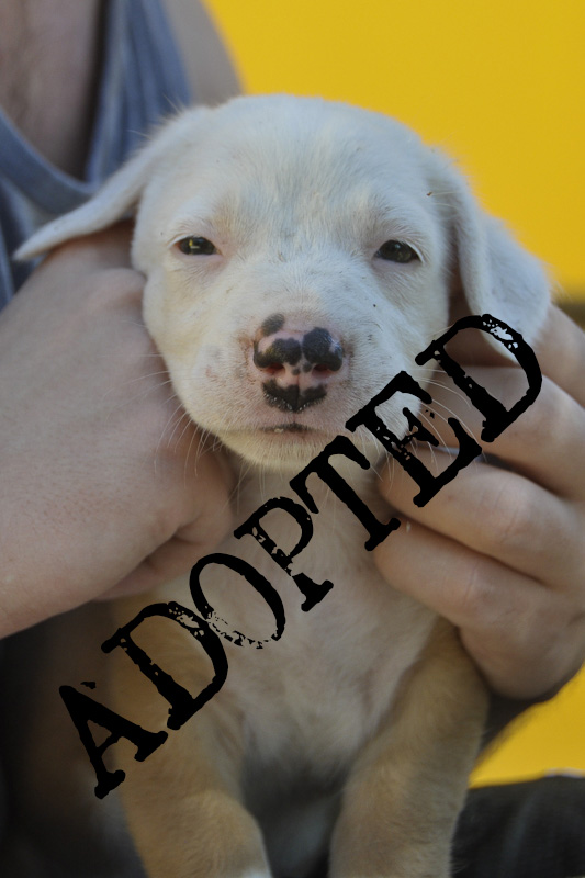 #5 ADOPTED