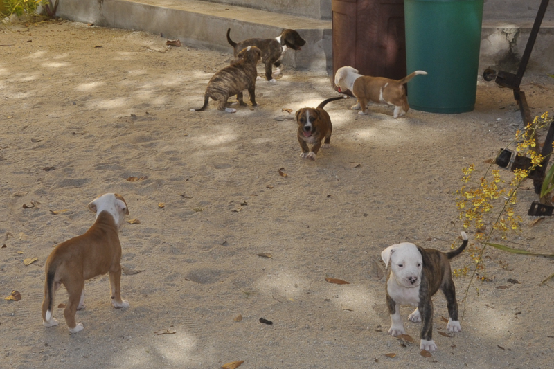 Group Pitbull Puppies